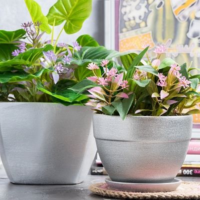 Philodendron Asti cachepot Dekollete Silver set of 2 pieces