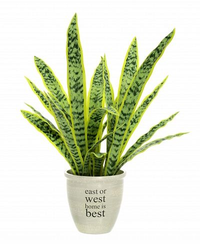 Sansevieria Gurun Cinco cachepot Dekollete Rant 19