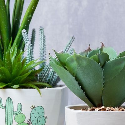 Succulent composition Agave Quillote cachepot Dekollete set of 2 pieces