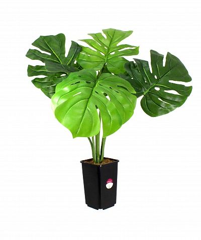 Monstera Moran in cachepot