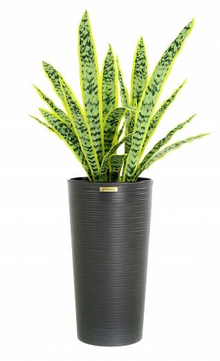 Sansevieria Gurun Cinco Cachepot Dekollete Serso 46