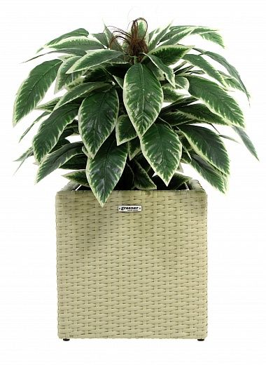 Croton Claire Cachepot Dekollete Rattan Cube 32