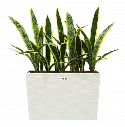 Sansevieria Gurun Dose Cachepot Dekollete 37