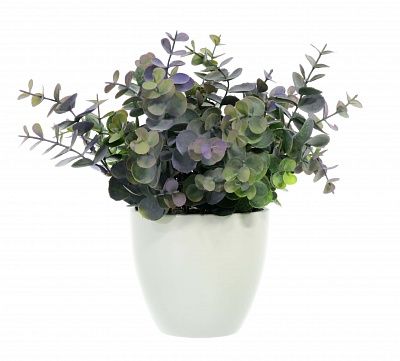 Eucalyptus Lozano Dekollete planter 12