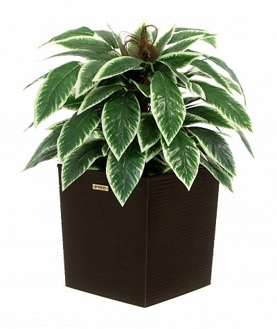 Croton Claire Cachepot Dekollete Clasico 30