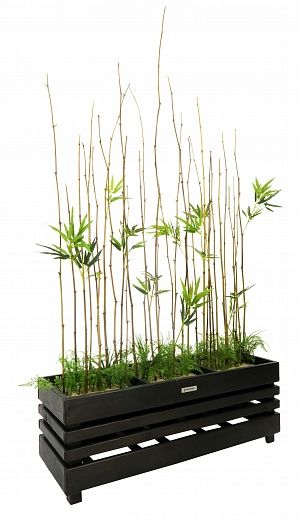 Cenchiosa bamboo composition available to order 1 piece