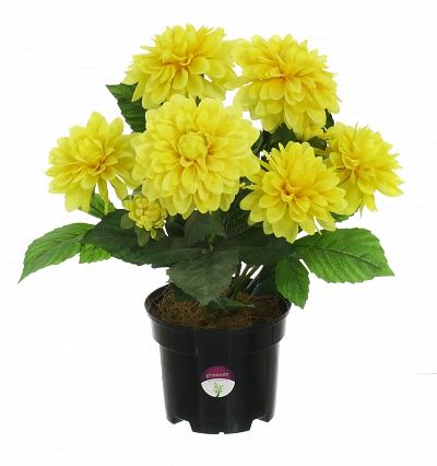 Dahlia Leo in cachepot available to order 5 pieces