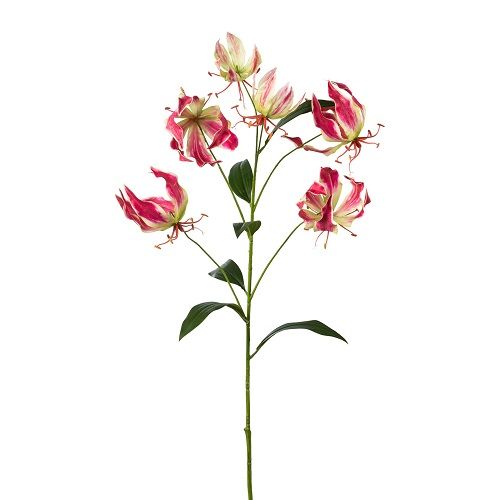 Gloriosa H98cm pink