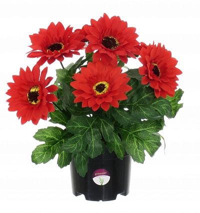 Gerbera Laura in cachepot available to order 6 pieces