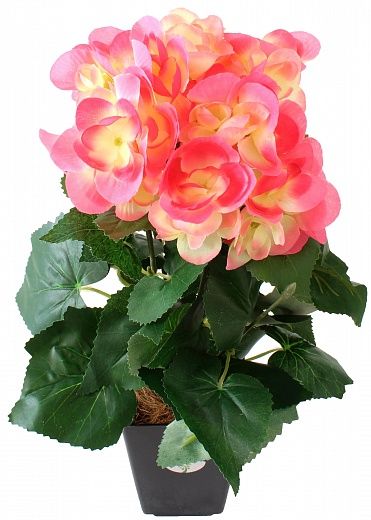 Begonia Lopri