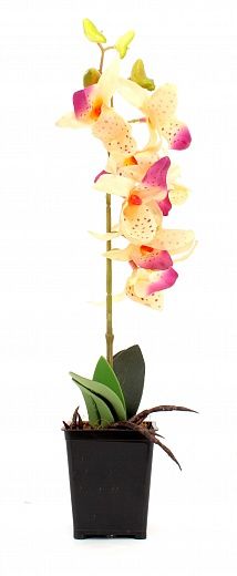 Phalaenopsis orchid Attan