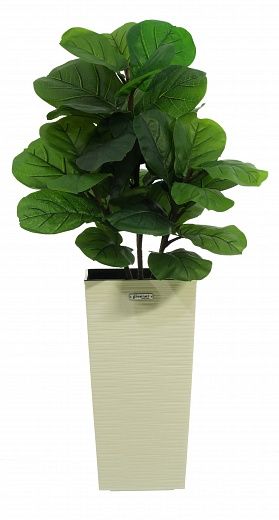 Ficus Lirata Alto cachepot Dekollete Kuno 46 Eco