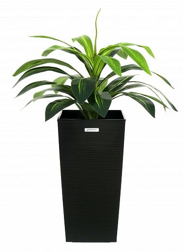 Dracaena Orli cachepot Dekollete Kuno 46