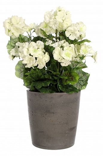 Geranium Rizado cachepot Dekollete Concrete 17