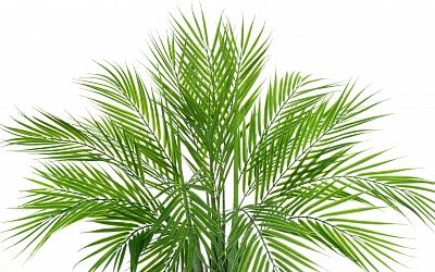 Palm Pichino Fitta Cachepot Dekollete Kuno 46 Echo