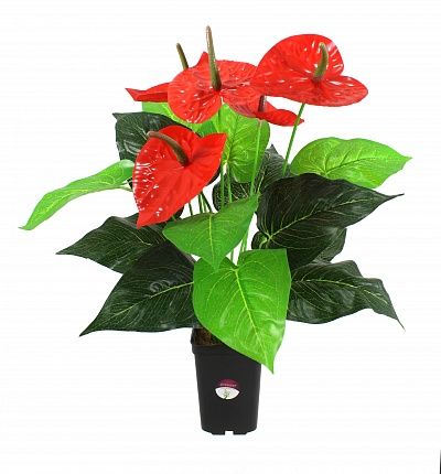 Anthurium Claire