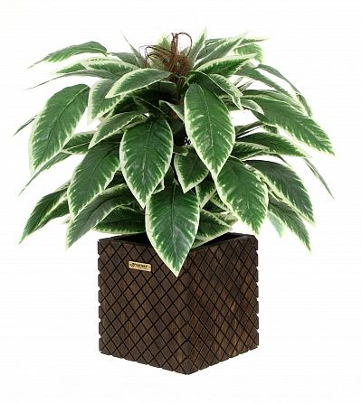 Croton Claire Cachepot Dekollete Gurido 30 color