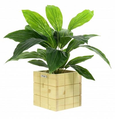 Hosta Selena cachepot Dekollete Chess 20