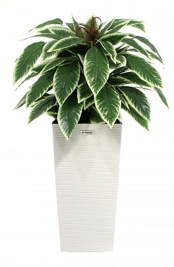 Croton Claire Cachepot Dekollete Kuno 46 Eco