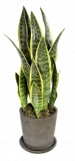 Sansevieria Trappa cachepot Dekollete Concrete 19 available to order 1 piece