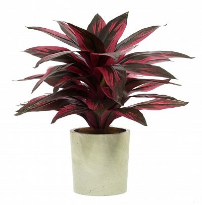 Calathea Sant cachepot Dekollete Concrete 17