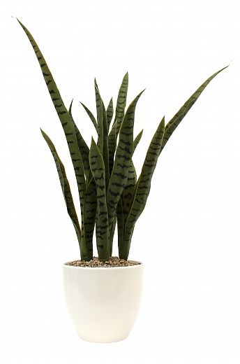 Sansevieria Valpaco Cachepot Dekollete