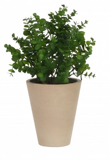 Eucalyptus Lozanne pot Dekollete Concrete 17