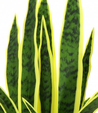 Sansevieria Gurun Cinco cachepot Dekollete Rant 19