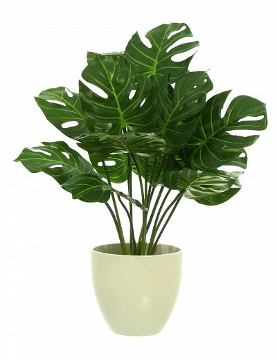 Monstera Tagira Dos