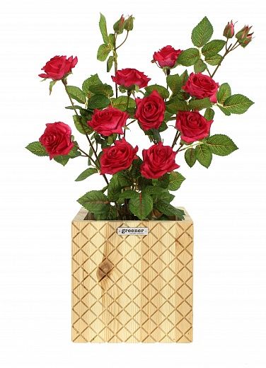 Rose Salema Cachepot Dekollete Gurido 20