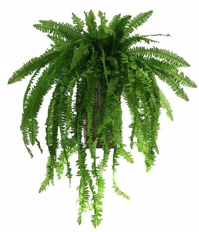 Fern Nephrolepis Casar available to order 1 piece