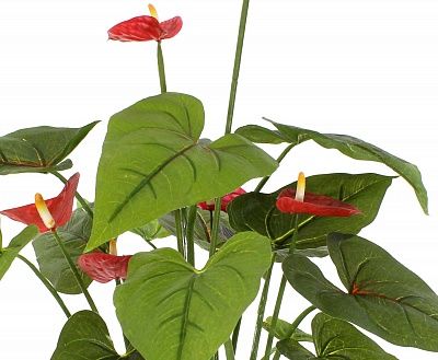 Anthurium Tavira cachepot Dekollete Clasico 19