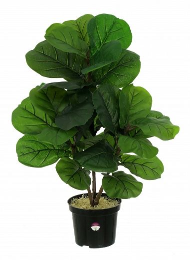 Ficus Lirata Alto