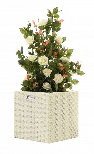 Rosa Dustina cachepot Dekollete Rattan Cube 32