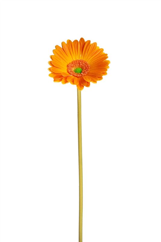 Gerbera tall