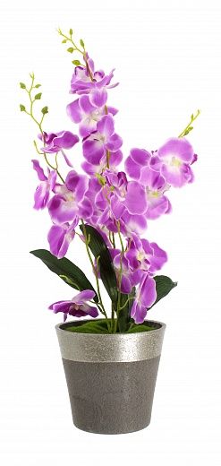 Orchid Phalaenopsis Seattle cachepot Dekollete Concrete 17