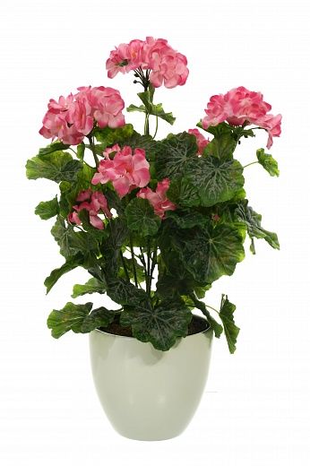 Geranium Ayal