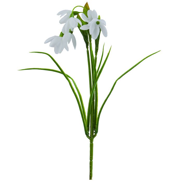 Snowdrop