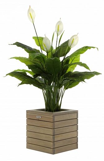 Spathiphyllum Triere cachepot Dekollete Roca Cube 30