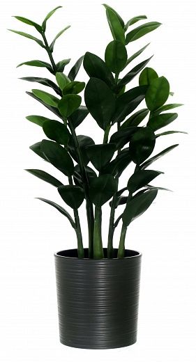 Zamioculcas Cargon Cinco cachepot Dekollete Clasico 19