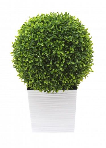 Boxwood Wende mini cachepot Dekollete Clasico Cube 19