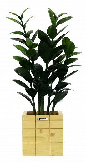 Zamioculcas Cargon Cinco cachepot Dekollete Chess 20