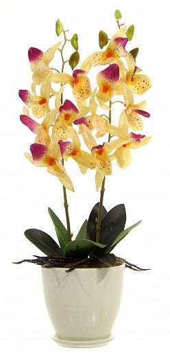 Orchid Phalaenopsis Attan Bee Cachepot Dekollete Mini