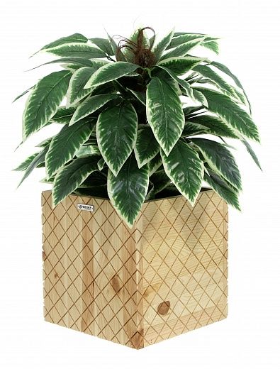 Croton Claire Cachepot Dekollete Gurido 30 color