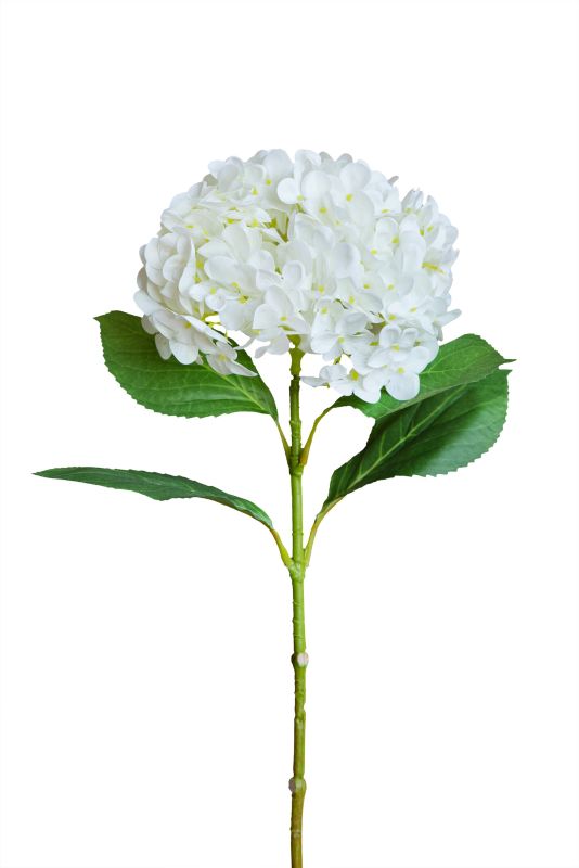 Hydrangea 3D