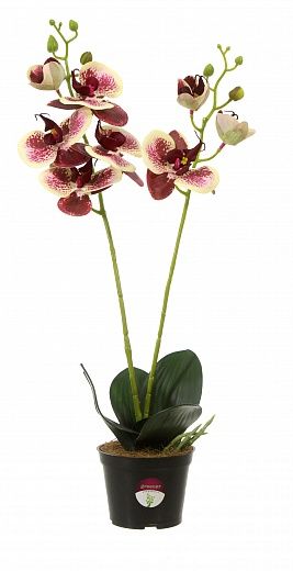 Orchid Phalaenopsis Camira