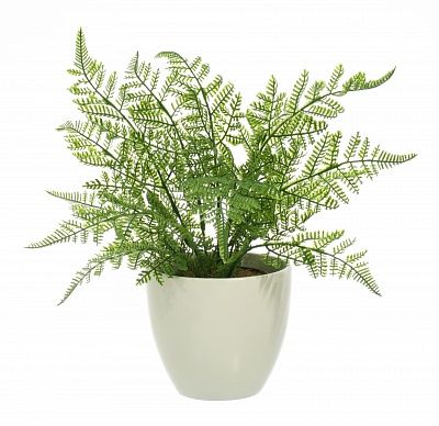 Fern Asparagus Connet Dekollete 12 pot