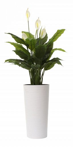 Spathiphyllum Triere cachepot Dekollete Cuno 46