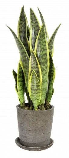 Sansevieria Trappa cachepot Dekollete Concrete 19 available to order 1 piece