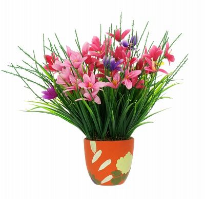 Crocus Argo available to order 1 piece